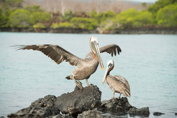 Galapagos Islands Wildlife Landscapes