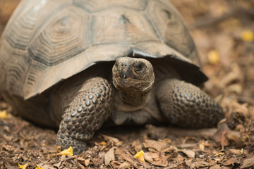 Galapagos Islands Wildlife Landscapes