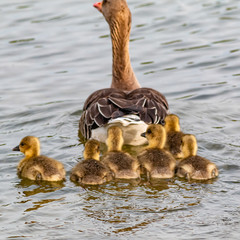 Kanadagans mit Küken