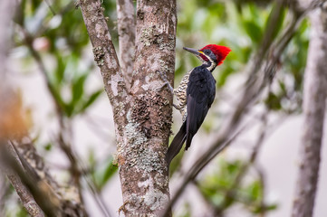Lineated Woodpecker photographed in Pedra Azul, Espirito Santo. Southeast of Brazil. Atlantic...