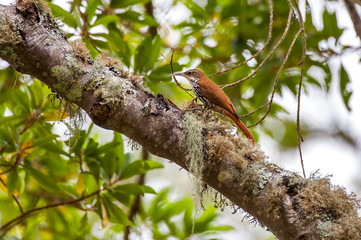 Scaled Woodcreeper photographed in Pedra Azul, Espirito Santo. Southeast of Brazil. Atlantic Forest Biome. Picture made in 2014.