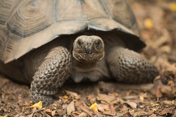 Galapagos Islands Wildlife Landscapes