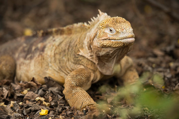 Galapagos Islands Wildlife Landscapes