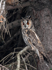 Long-eared owl asio otus sitting on fir tree. Cute beautiful nocturnal raptor bird in wildlife.