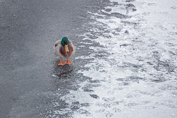 duck walks on ice, frozen pond, wintering birds in the city