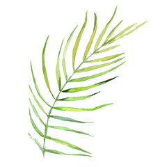tropics bamboo leaves on a white background watercolor hand drawn