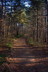 a rural road through the forest lit by the sun, winter, mount Kablar, Serbia