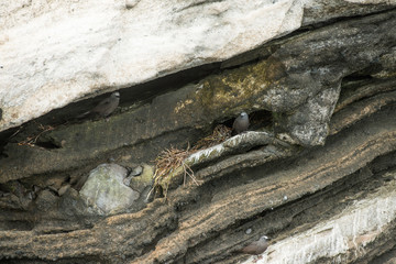 Galapagos Islands Wildlife Landscapes