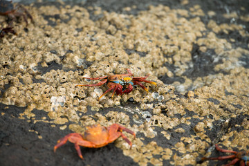 Galapagos Islands Wildlife Landscapes