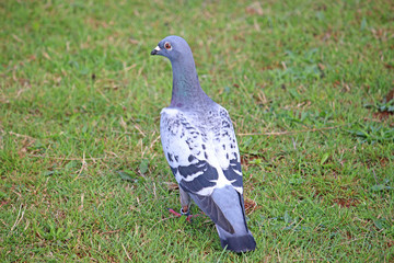 Pigeon in a field