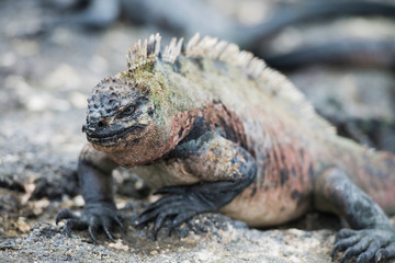 Galapagos Islands Wildlife Landscapes
