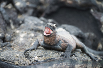 Galapagos Islands Wildlife Landscapes