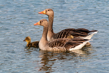 Kanadagänse mit Nachwuchs