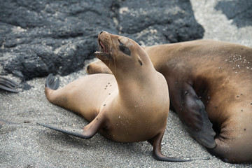 Fototapeta premium Galapagos Islands Wildlife Landscapes