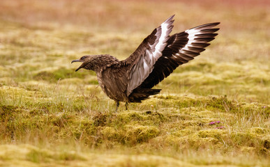 Große Raubmöwe (Skua) in Verteidigung