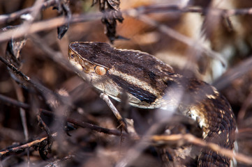 Snake photographed in Pedra Azul, Espirito Santo. Southeast of Brazil. Atlantic Forest Biome. Picture made in 2014.