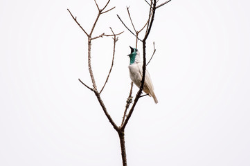 Bare throated Bellbird photographed in Pedra Azul, Espirito Santo. Southeast of Brazil. Atlantic...