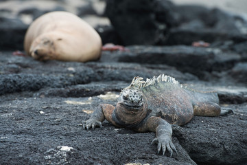 Galapagos Islands Wildlife Landscapes