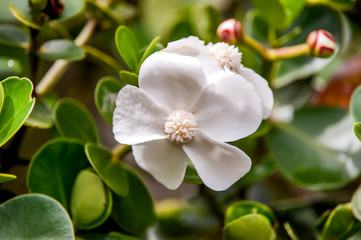 Obraz premium Flower photographed in Pedra Azul, Espirito Santo. Southeast of Brazil. Atlantic Forest Biome. Picture made in 2014.