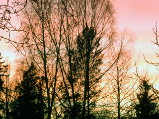 tree in autumn, åre. jämtland, sweden, sverige, norrland