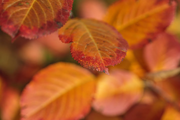Texture made of multicolored leaves. Autumn composition.