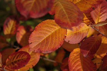 Texture made of multicolored leaves. Autumn composition.