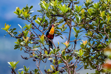 Bird photographed in Pedra Azul, Espirito Santo. Southeast of Brazil. Atlantic Forest Biome. Picture made in 2014.
