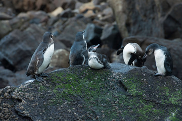 Fototapeta premium Galapagos Islands Wildlife Landscapes