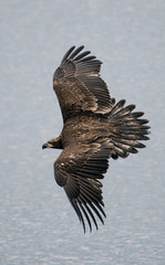 bald eagle in flight