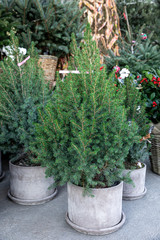 Pretty bushy European Christmas trees - potted picea glauca Conica trees at the greek garden shop - shop Christmas decorations - gifts.