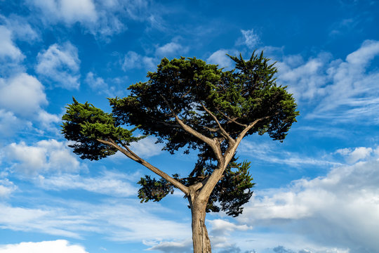 SIngle cyprtess tree on a blue sky
