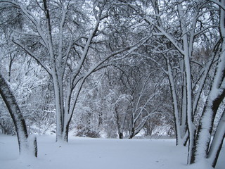 Fototapeta na wymiar winter trees in the snow