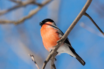 Eurasian bullfinch pyrrhula pyrrhula male sitting on branch of tree. Cute bright red wintering bird in wildlife.