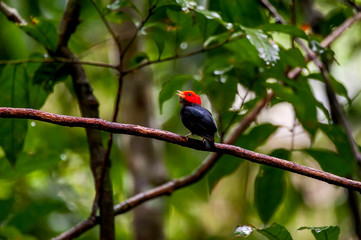 Bird photographed in Cariacica, Espirito Santo. Southeast of Brazil. Atlantic Forest Biome. Picture made in 2014.