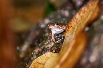 True frog photographed in Cariacica, Espirito Santo. Southeast of Brazil. Atlantic Forest Biome. Picture made in 2014.