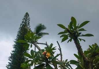 Frangipani flower tree set against the grey sky of Hawaii