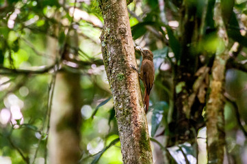 Plain winged Woodcreeper photographed in Cariacica, Espirito Santo. Southeast of Brazil. Atlantic Forest Biome. Picture made in 2014.