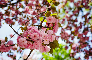 Beautiful cherry blossom. Fresh spring background on nature outdoors