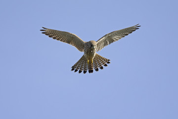 A common kestrel hovering in the sky hunting for mice with no clouds in the sky.	