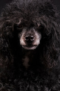 portrait of black poodle dog with white nose and afro hairstyle