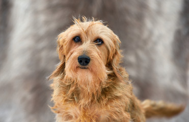 A wirehaired dachshund
