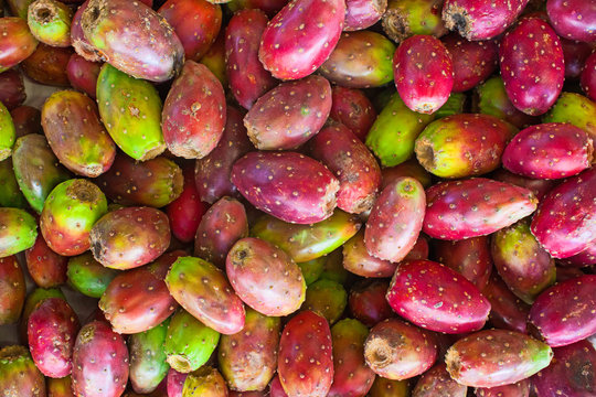 Frutos de tuna, Opuntia ficus-indica