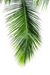 The coconut palm leaves isolated on white background.