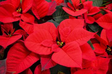 Close up of the bright red flowers of poinsettia, otherwise called the Christmas star, with dark...