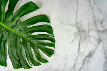 monastera philodendron leaf on marble background natural design background concept . © Bernadett