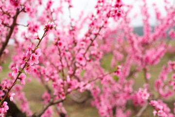 Peach garden with flowering trees.Spring. Beautiful peach flowers