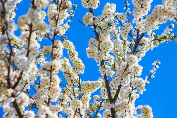 Cherry branches with white flowers on blue sky background_