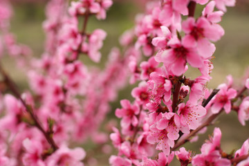 Peach garden with flowering trees.Spring. Beautiful peach flowers
