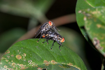 Fly photographed in Linhares and Sooretama, Espirito Santo. Southeast of Brazil. Atlantic Forest Biome. Picture made in 2014.