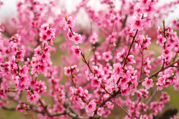 Spring. Blooming peach orchards, trees with beautiful pink flowers.